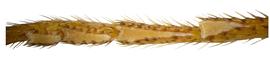   Sirex cyaneus  tarsal pulvillus; photo by H. Goulet, CNC 
